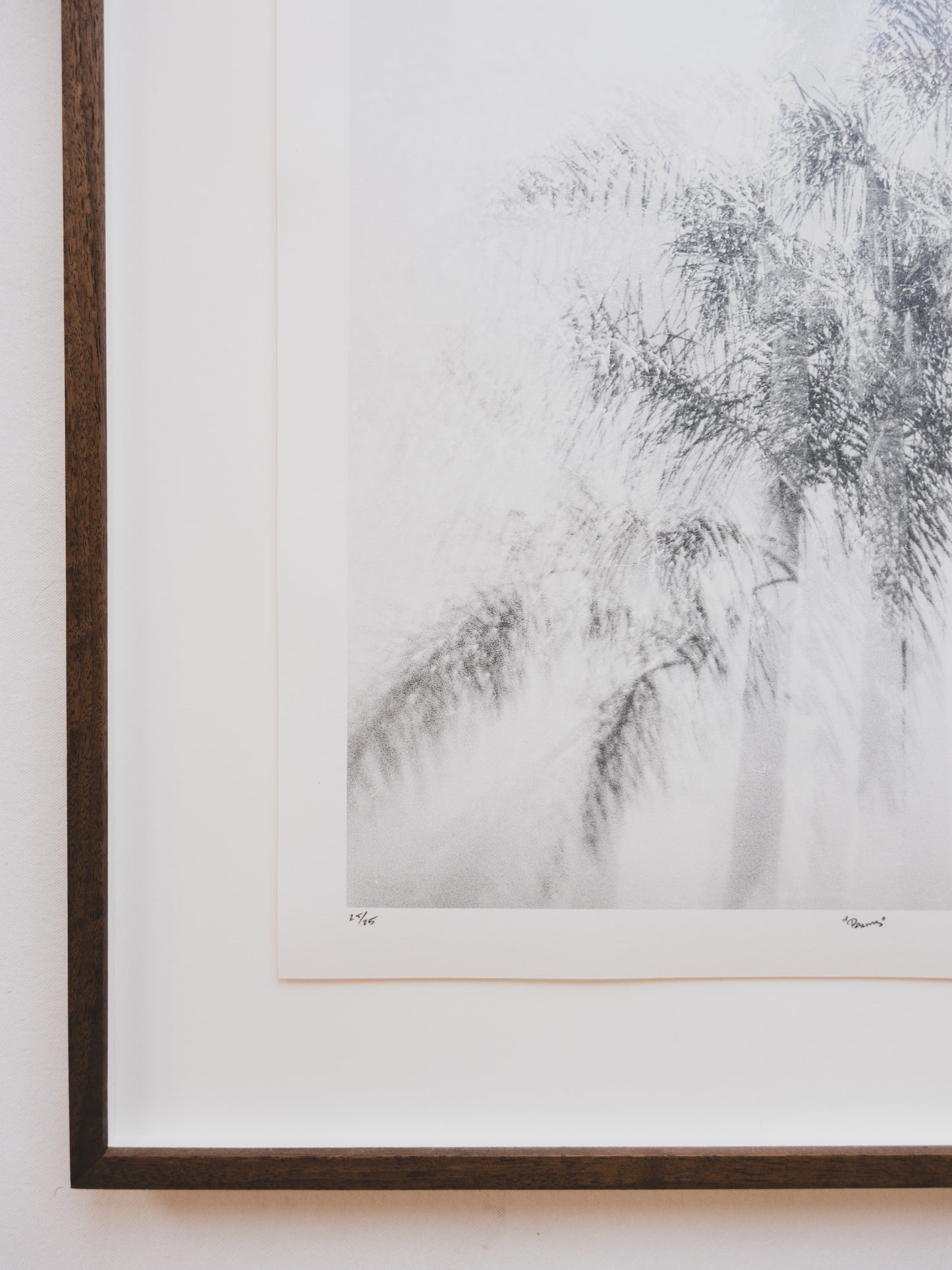 Fine Art Photography Print ( Palms )