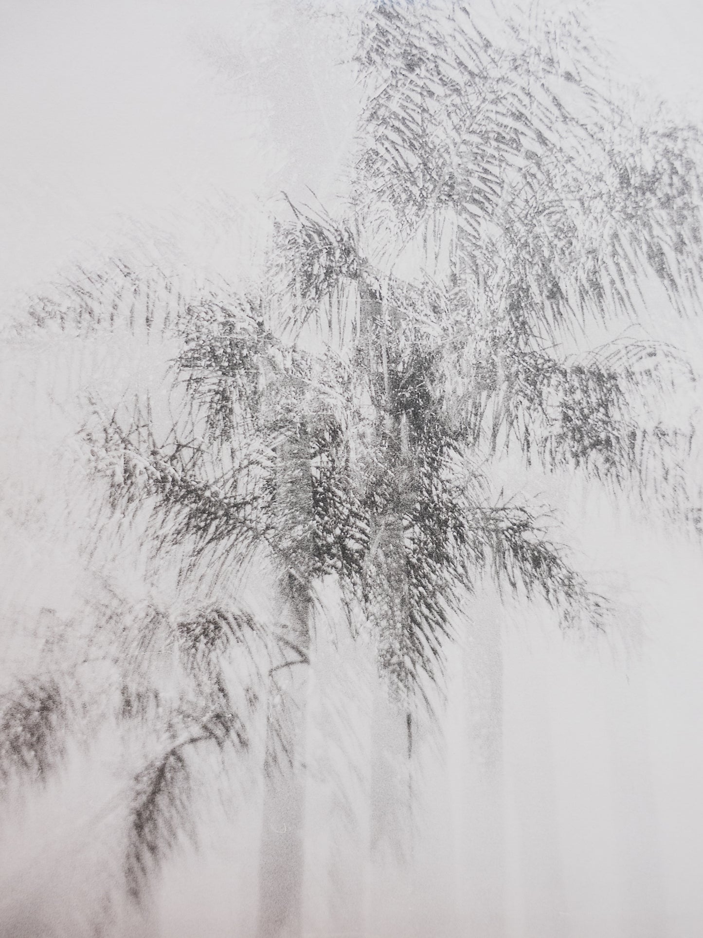 Fine Art Photography Print ( Palms )