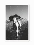 Fine Art Photography Print ( Whistler II )