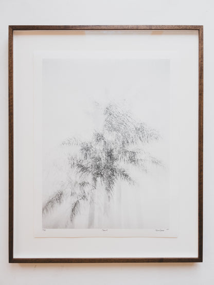 Fine Art Photography Print ( Palms )
