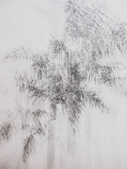 Fine Art Photography Print ( Palms )