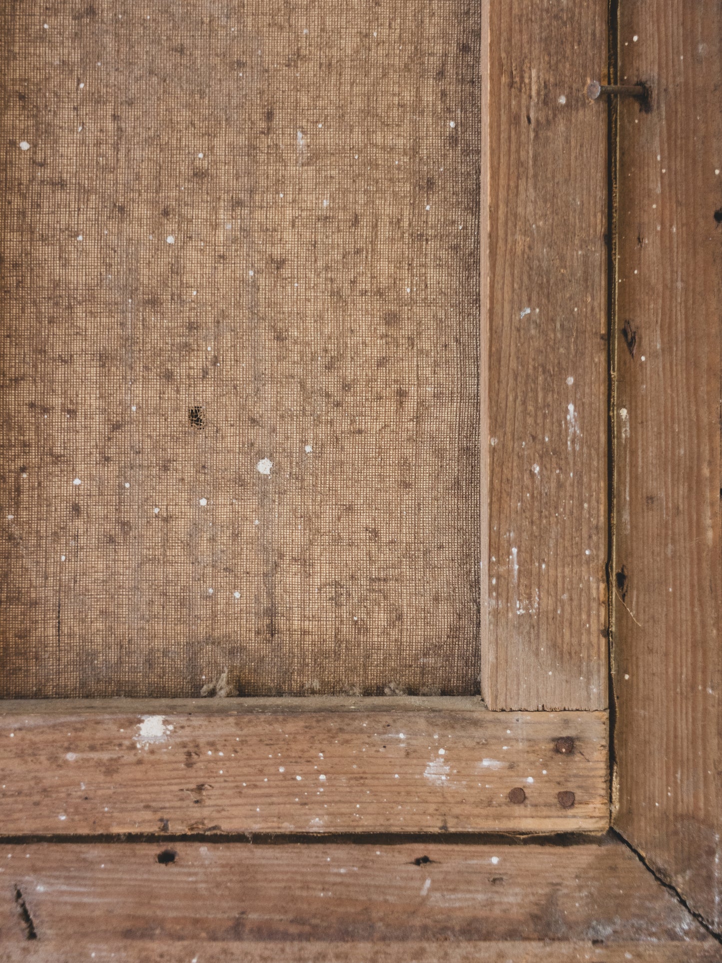 19th c. Botanical Still Life – Oil on Canvas